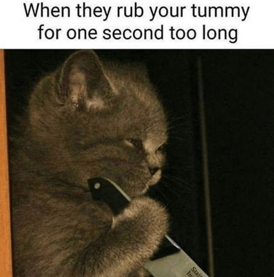 WholesomeMeme's tweet photo. https://t.co/sY7p9svfQq