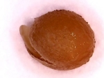 cecarnicom's tweet photo. Mustard Seed Germination: Initial Report
https://t.co/iydyMkcCPp https://t.co/5a0fRpSkR6
