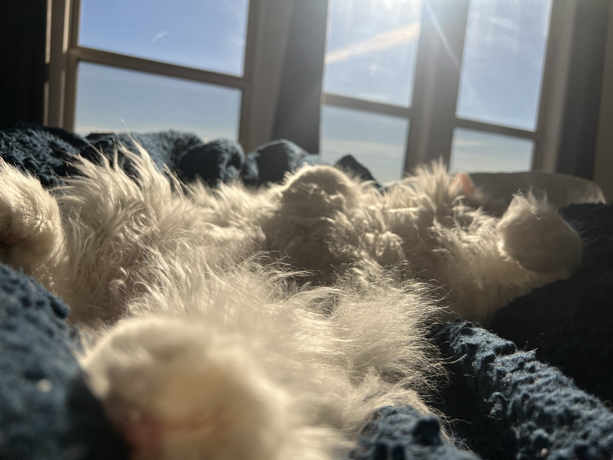 TW Pornstars Quqco. Twitter. Pro tip if you don’t feel well, get a cat. 450 PM 13 Nov 2022