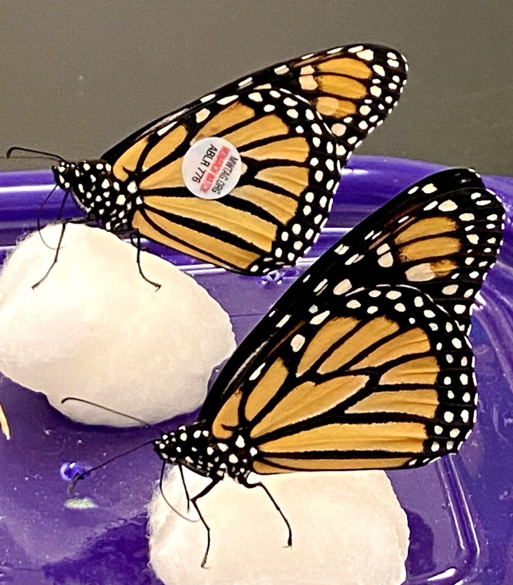 Quick drink for the road! Feeding these two female monarch #butterflies this cold weekend before the long migration ahead of them! ❤️🇲🇽