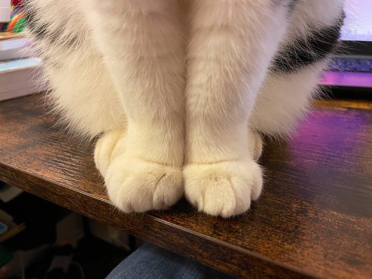 SophieOT24's tweet photo. How am I supposed to write thousands of words when these cutest widdle kitcat toes are sitting in front of me? #catmum #occupationalidentity #otstudent #UoD https://t.co/bF9UFnmgpp