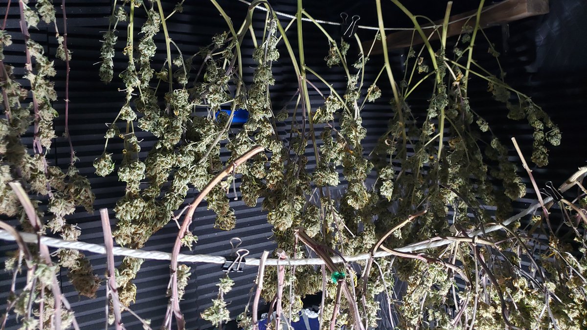 WeedCane's tweet photo. Happy Sunday Fam.  How about them Canes finally pkay some ball. Trim jail is approaching. Nice haul to close out the photo year. #unitfarmled thanks for a great year. Stay lifted in thus great Sunday 
#Mmemberville #gdc #growyourown #staylifted #StonerFam #420life #irvinearmy https://t.co/w3I60VjaG8