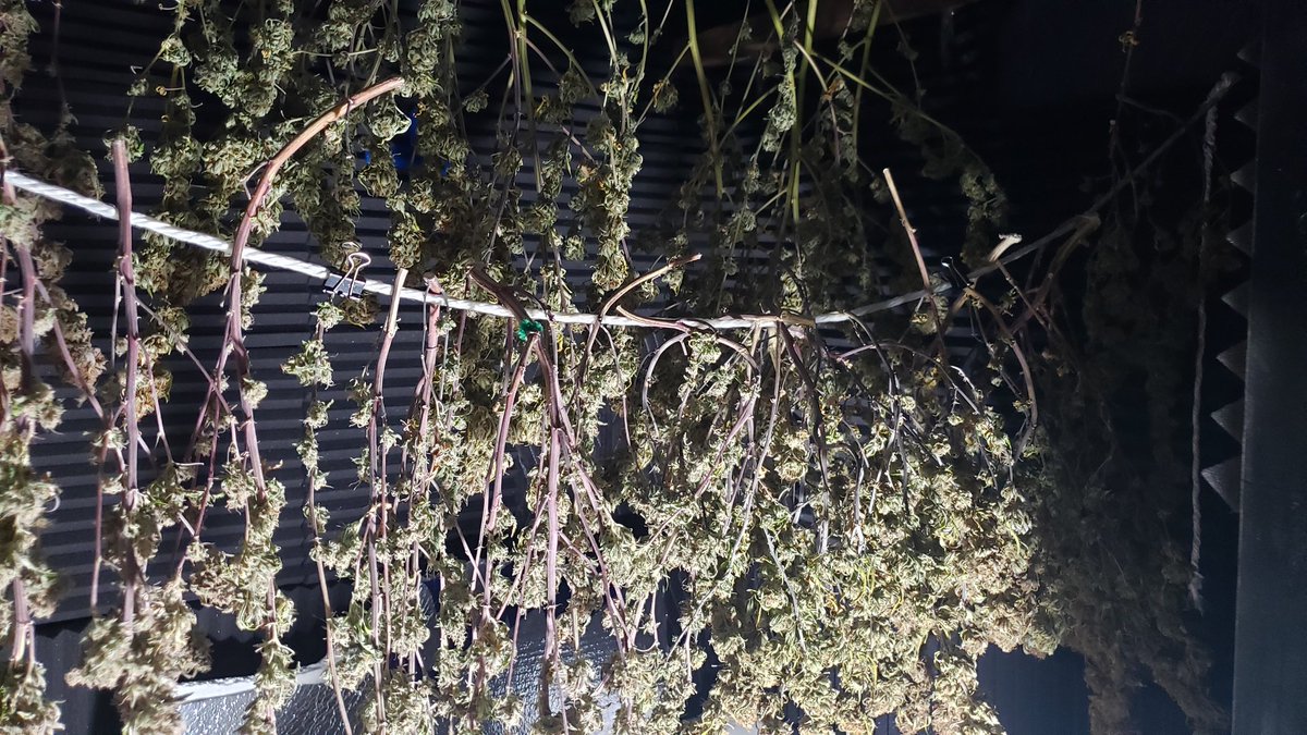 WeedCane's tweet photo. Happy Sunday Fam.  How about them Canes finally pkay some ball. Trim jail is approaching. Nice haul to close out the photo year. #unitfarmled thanks for a great year. Stay lifted in thus great Sunday 
#Mmemberville #gdc #growyourown #staylifted #StonerFam #420life #irvinearmy https://t.co/w3I60VjaG8