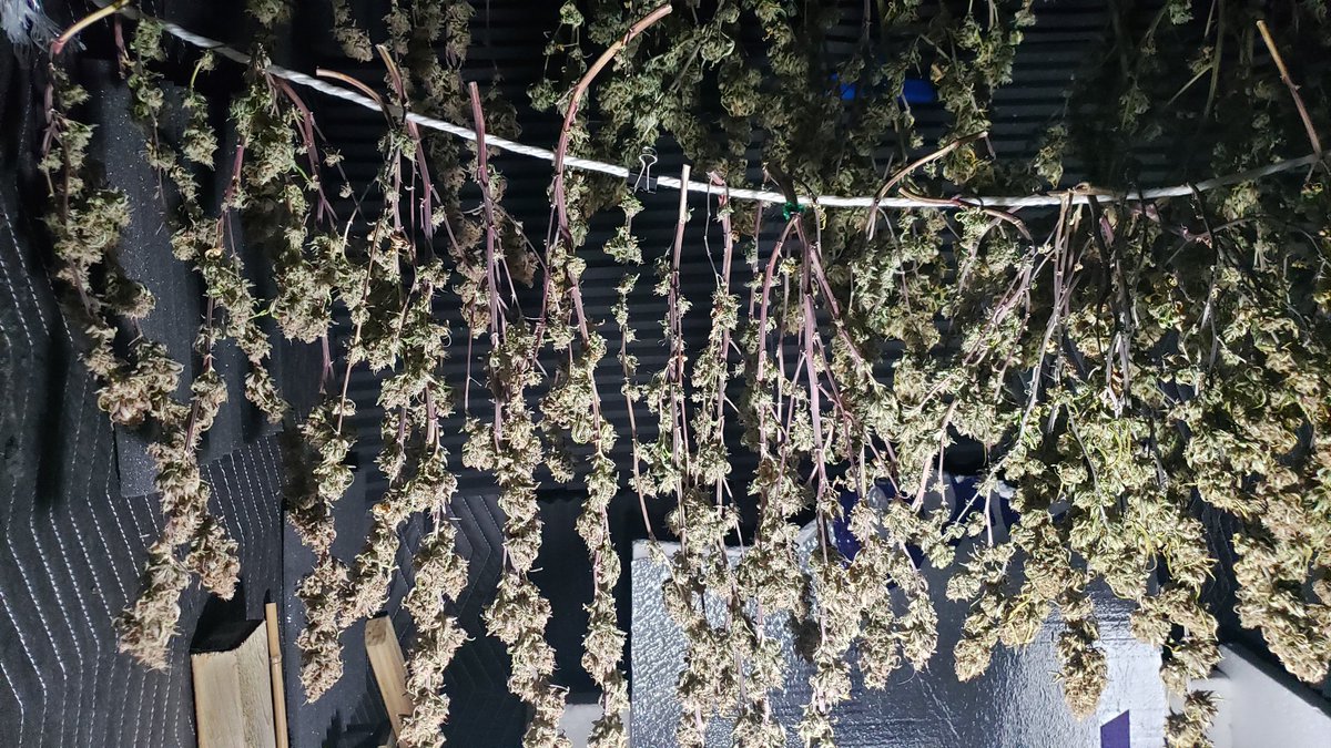 WeedCane's tweet photo. Happy Sunday Fam.  How about them Canes finally pkay some ball. Trim jail is approaching. Nice haul to close out the photo year. #unitfarmled thanks for a great year. Stay lifted in thus great Sunday 
#Mmemberville #gdc #growyourown #staylifted #StonerFam #420life #irvinearmy https://t.co/w3I60VjaG8
