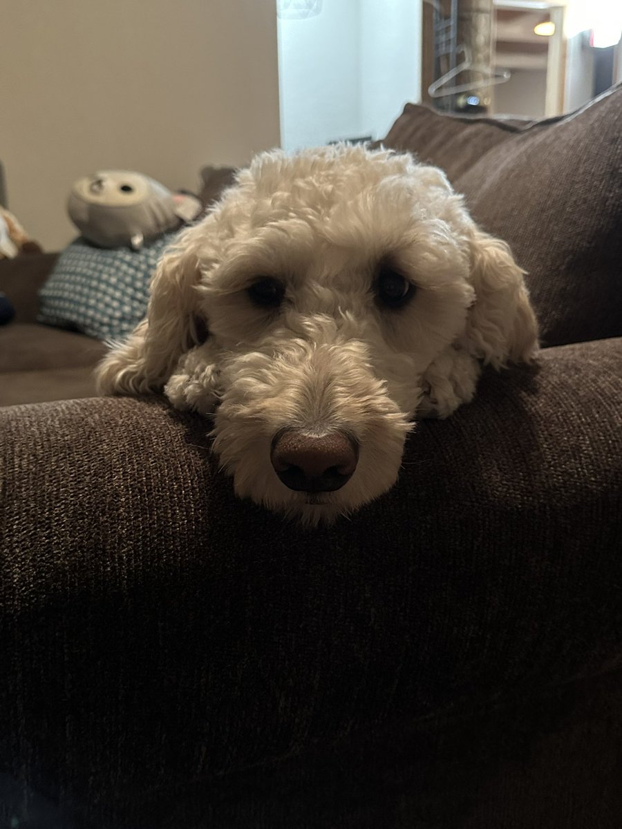 Thankful for this good boy 🐶 <a href="/AMNotify/">AMNotify</a> #AMNThanksgiving