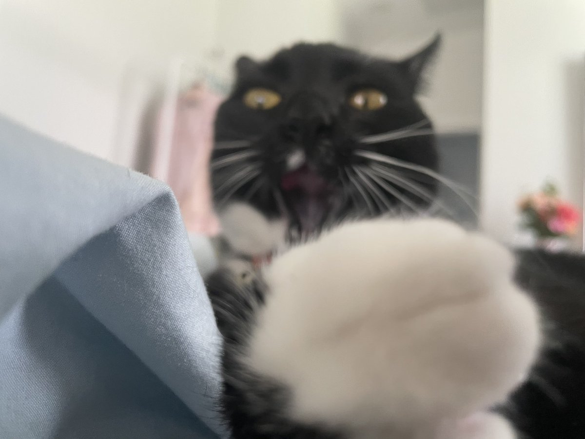 #CatsofTwittter #CatsOfTwitter