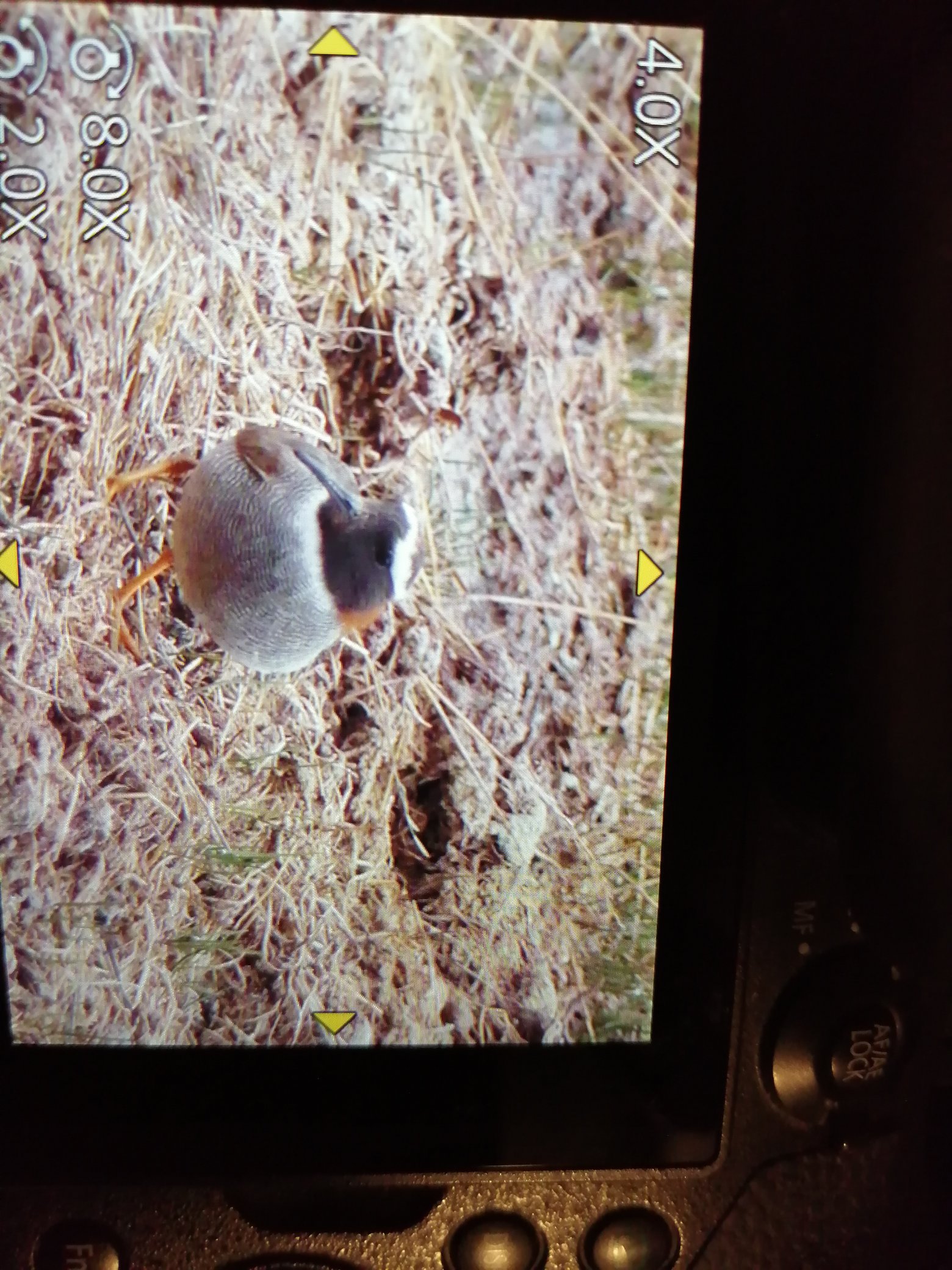 The Birding Doctor (Birding_Doctor) / Twitter