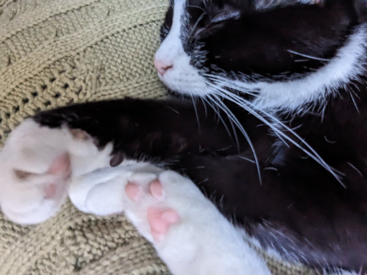 CommanderAqwah's tweet photo. I got a cat here are her toe beans https://t.co/hq5CoL5FTL