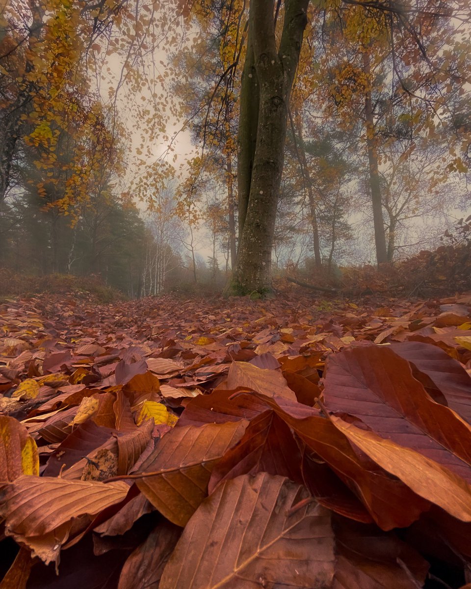 CavePhotography's tweet photo. Foggy autumn walks 🍂 #fog #smhi #weather #autumn #sweden #getoutside https://t.co/RgRzugyMWz