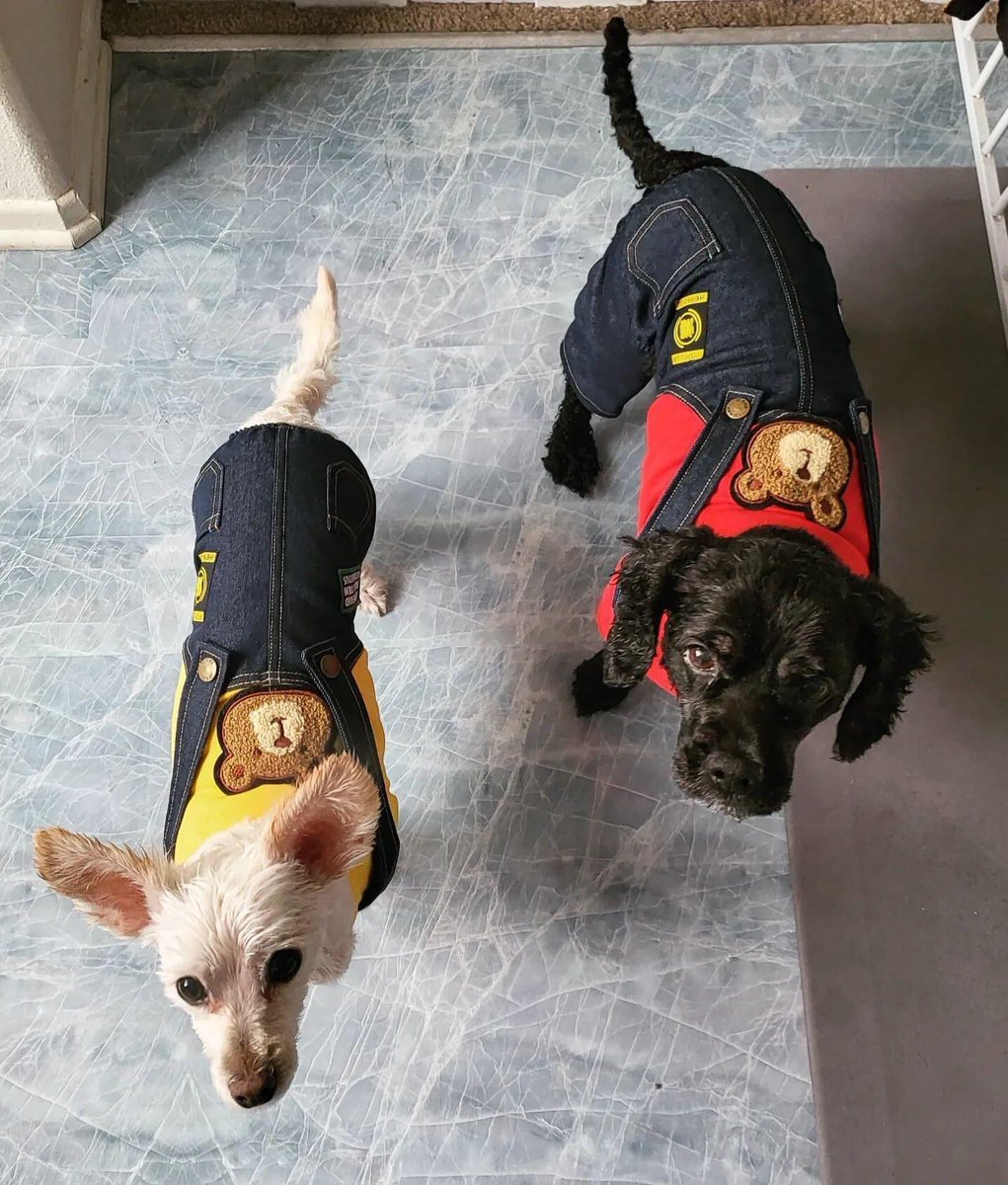 SimiAutoimmune's tweet photo. My handsome baby boys staying warm in their overalls on this cool, windy Sunday! Enjoy your day! #Einstein #Mario #PupsOfTwitter #PuppyOveralls #CuteAnimals #Puppies #Furbabies #DogsofTwittter #DogLovers #DogsAreFamily #PuppyLove https://t.co/FuZtj6ii1n