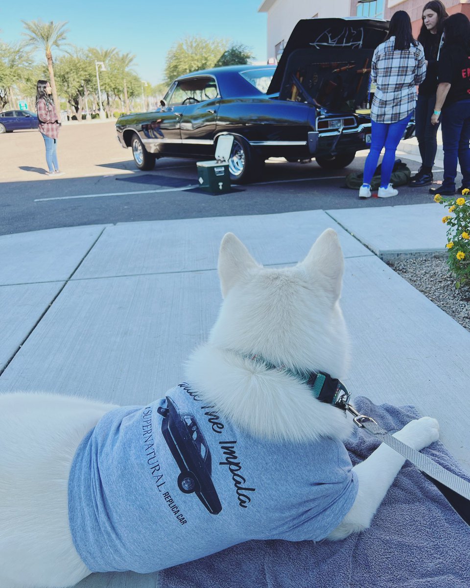 ImpalaCharlie's tweet photo. Last day of #SPNPHX! We brought a mascot to help us promote! Come down and have a photo op with Charlie and meet Hunter Samuel! ❤️
#SPN #SPNFamily #Supernatural #SPNBaby #CharlieTheImpala #ImpalaCharlie #ReplicaCar https://t.co/xj7AnI6WnL