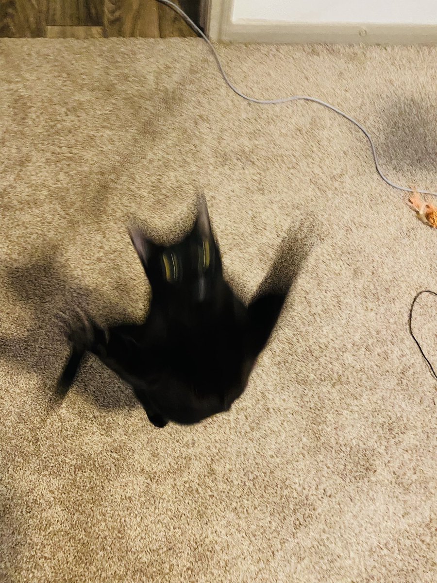 megigogi's tweet photo. @CATBRAINCELL Fruitbatcat https://t.co/FwtqWucImF