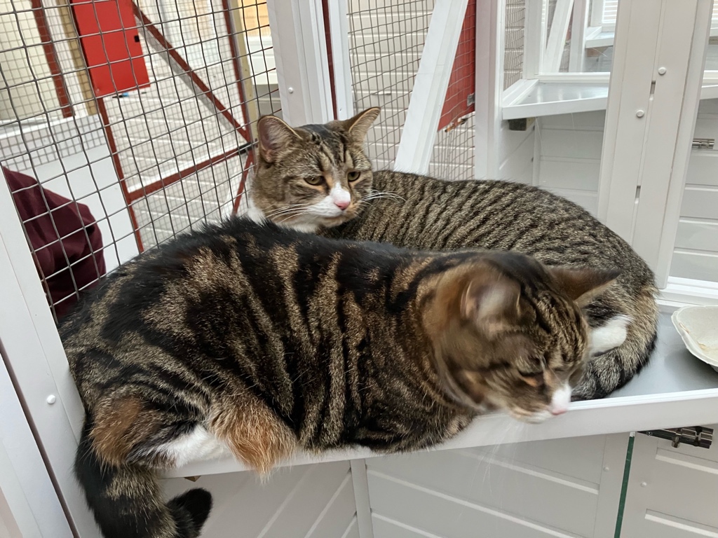 grabbity's tweet photo. Finally released from Kitty Jail. Copurrnicus and I were not keen. https://t.co/rG3Cr7SWm7