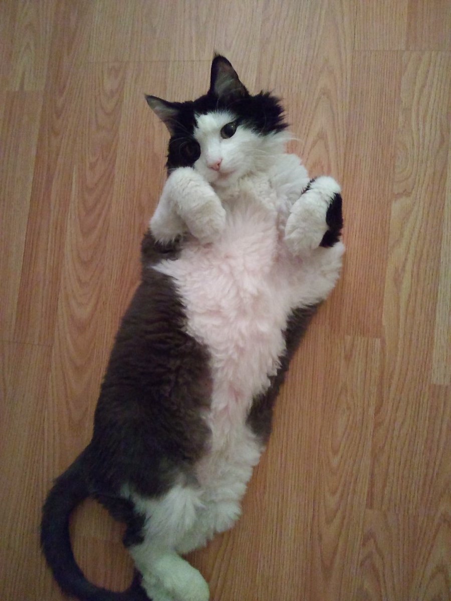 David S. F. Portree tweet media