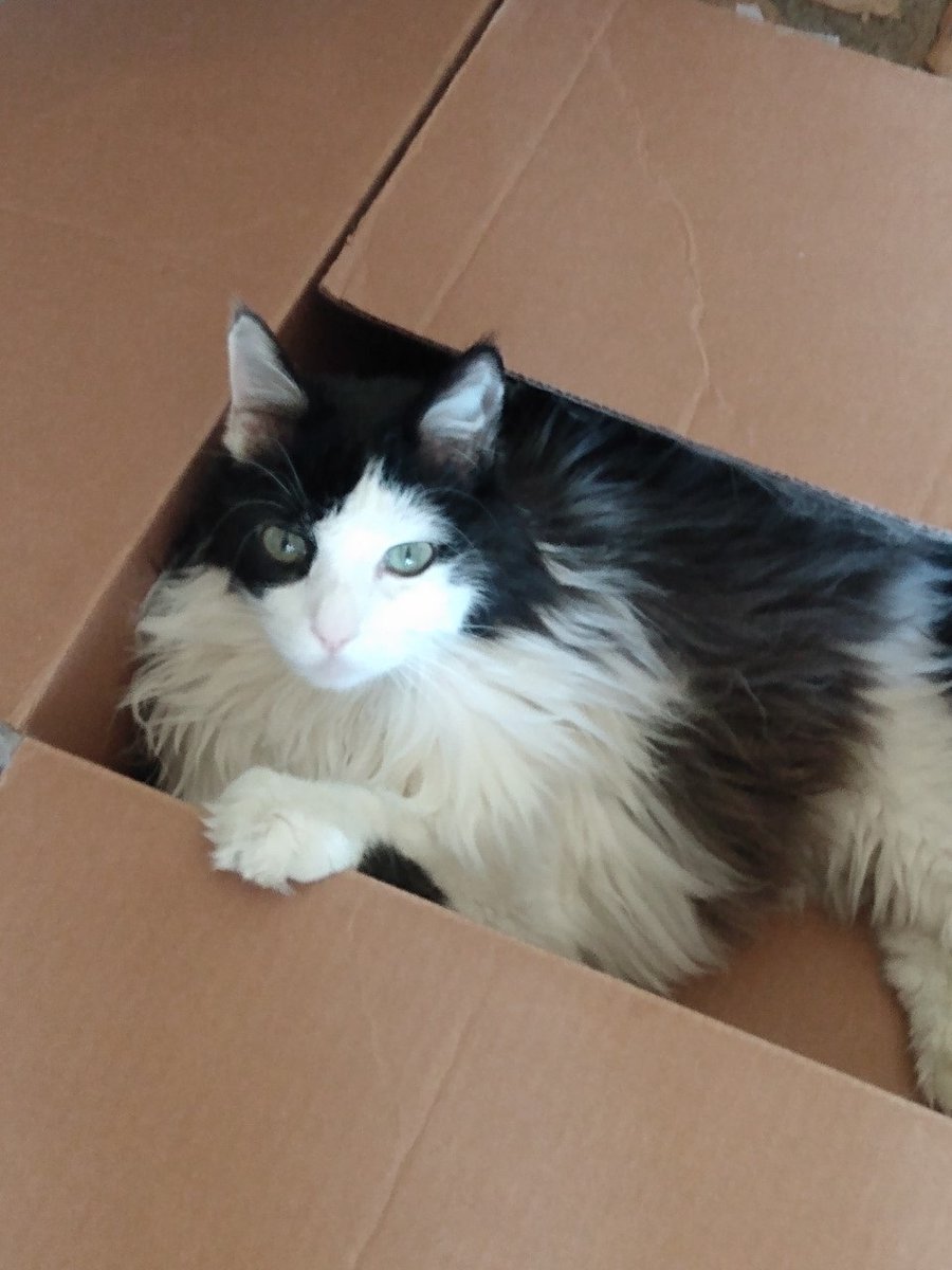 David S. F. Portree tweet media