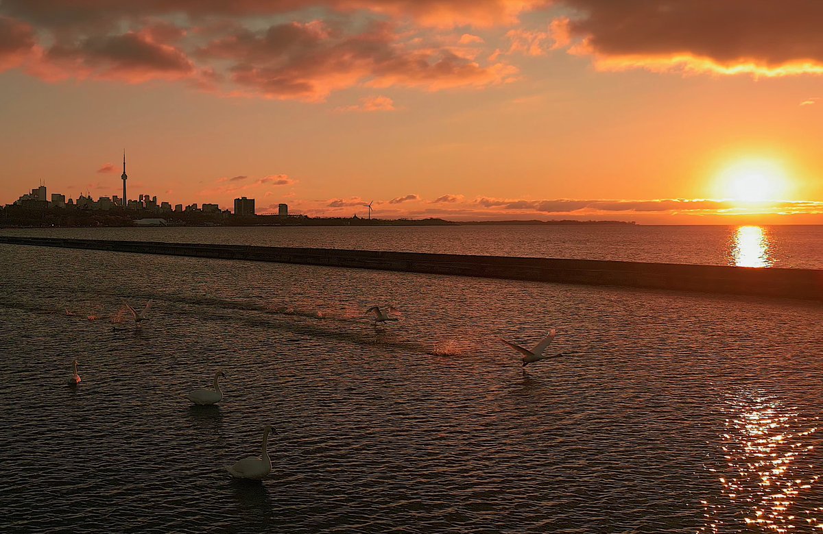 Swansea 📸❤️🦢

#toronto #Torontophotographer  #torontoweddingphotography #travelphotography #blogto  #torontolife #torontodrone #torontoweddingdrone #torontodrones #toronto #swansea #highparktoronto #droneoftheday #torontoswan #swans #sunrise #mini3pro