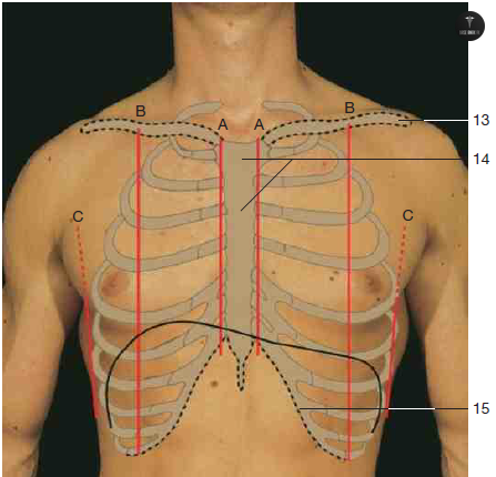 BaseAnakFK's tweet image. dok cara palpasi biar kita tahu mana ICS 1,2,3,4 dan seterusnya di pemfis tuh gimana ya? aku masih bingung 🥲