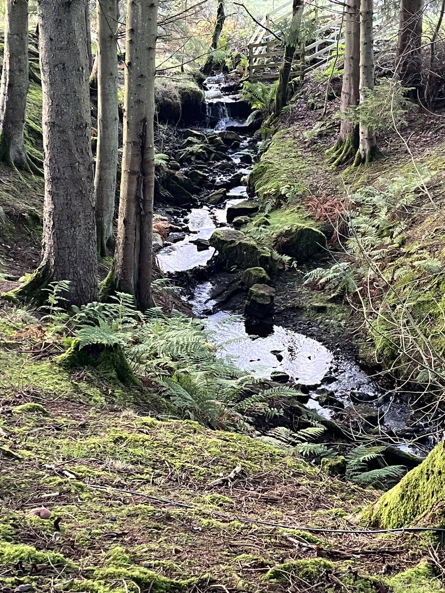 rutty4's tweet image. We are having a lovely week away at Kielder Forest/Water. Walked around Bulls Crag this afternoon and it was glorious. Just waiting for the final couple to arrive for the full set … Half a dozen Howards 🥰