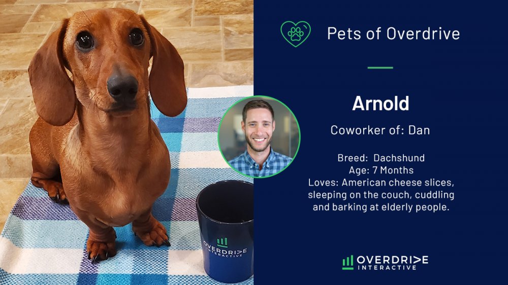 Arnold is the fun-loving dachshund of Associate Director of Paid Search, Dan G. More human than dog, Arnold enjoys snacking on cheese, taking long naps on the couch, and a good cuddle. #companyculture #homeforyourcareer #agencylife