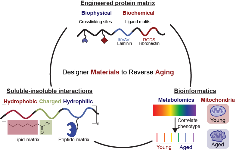 I'm on the faculty market! My lab will use biomaterials approaches combined with metabolic engineering to push the boundaries of human aging. Come find me at #AIChE2022 Meet the Faculty poster session (133) or my talk on organoid culture on Thursday.