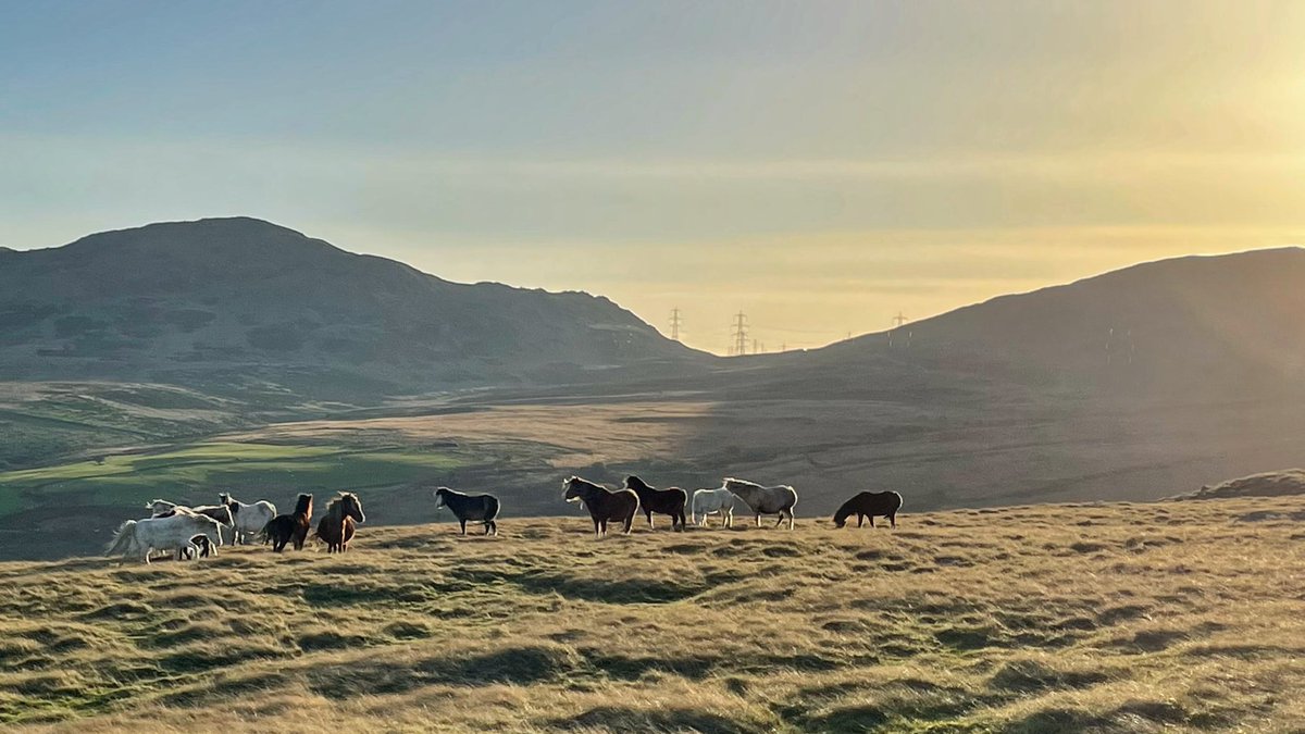 Lisa, The Beast & Billy tweet media