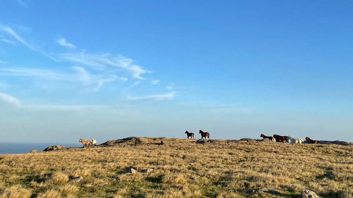 Lisa, The Beast & Billy tweet media