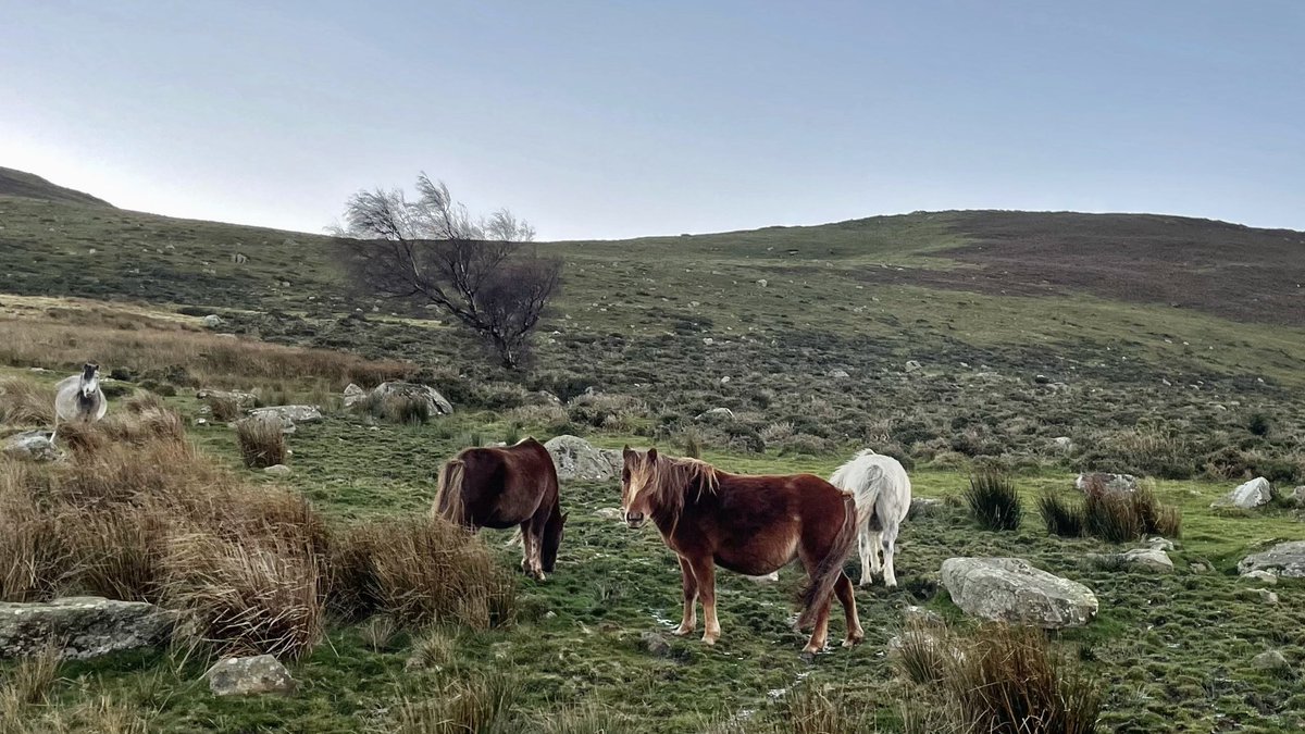 Lisa, The Beast & Billy tweet media