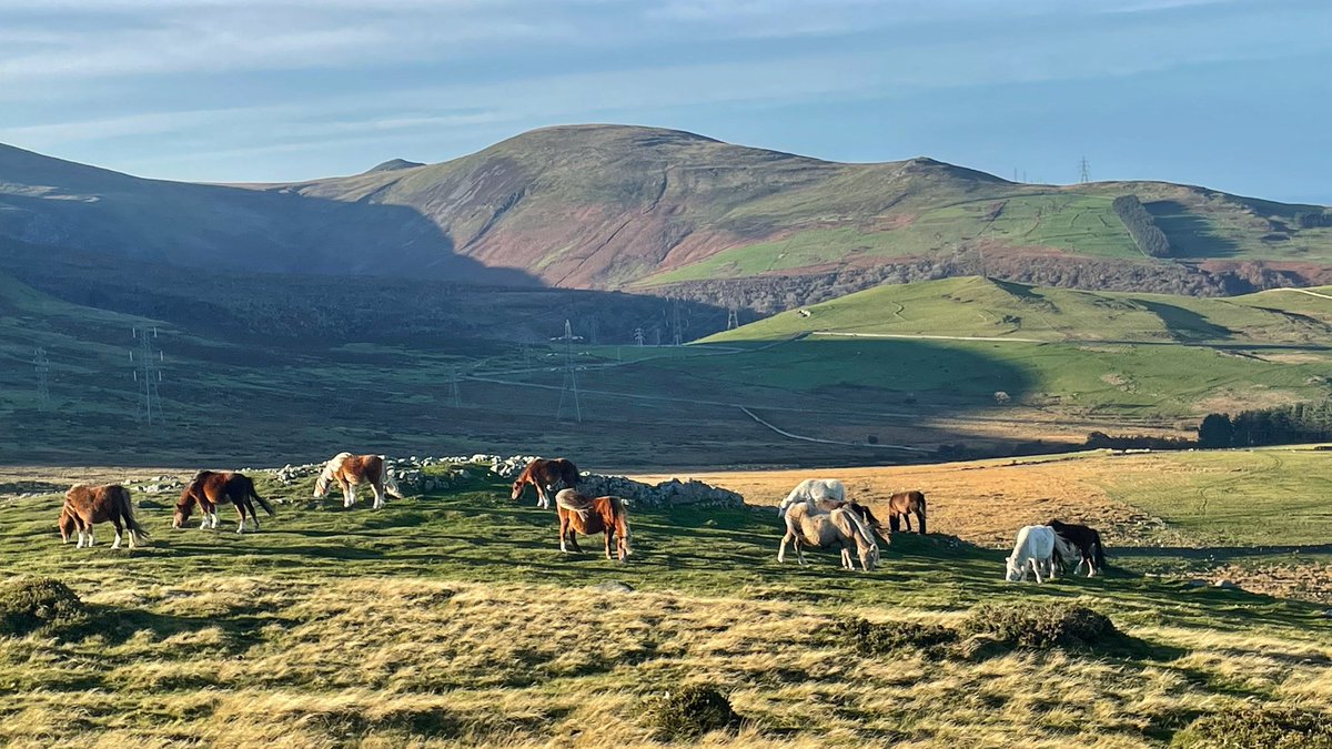 Lisa, The Beast & Billy tweet media