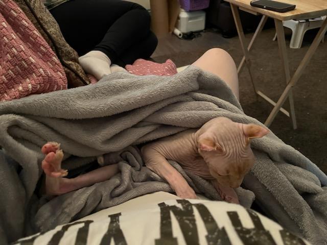 PEEWEE AKA BURGER 🧡 tweet media