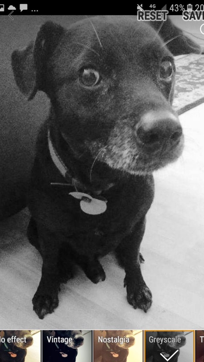 AndreaJackGoro's tweet photo. My late Dougie on left & some of the breed #Patterdale on the battle field! Heart breaking knowing that your pet dog, breeds had been injured or even killed! Your dog, probably had ancestors fighting! Hug your dog!๐ #RemembranceSunday #animalswar #LestWeForget https://t.co/l0mjdN6cGH