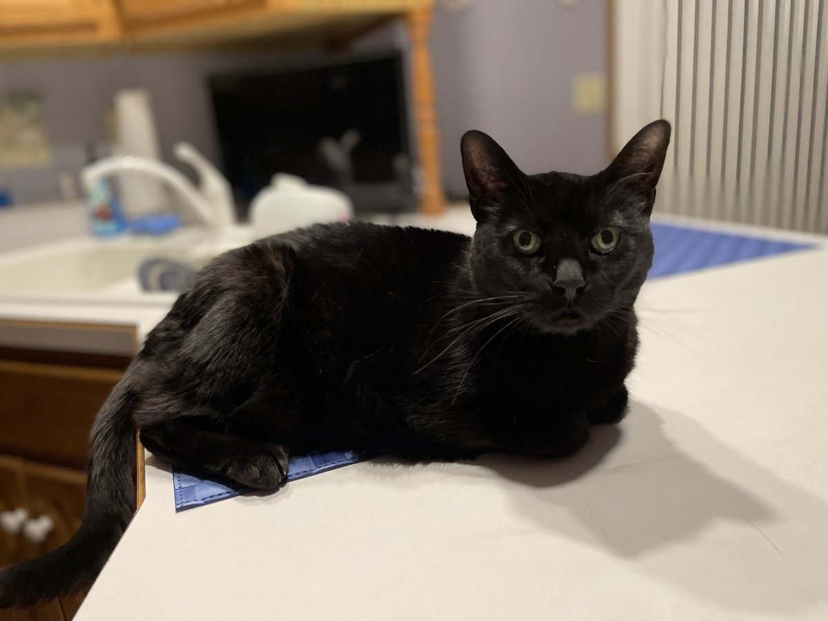 KevinEckhoff's tweet photo. @thechrisbarron #Caturday #caughtonthecounter https://t.co/AAzNmhrulA
