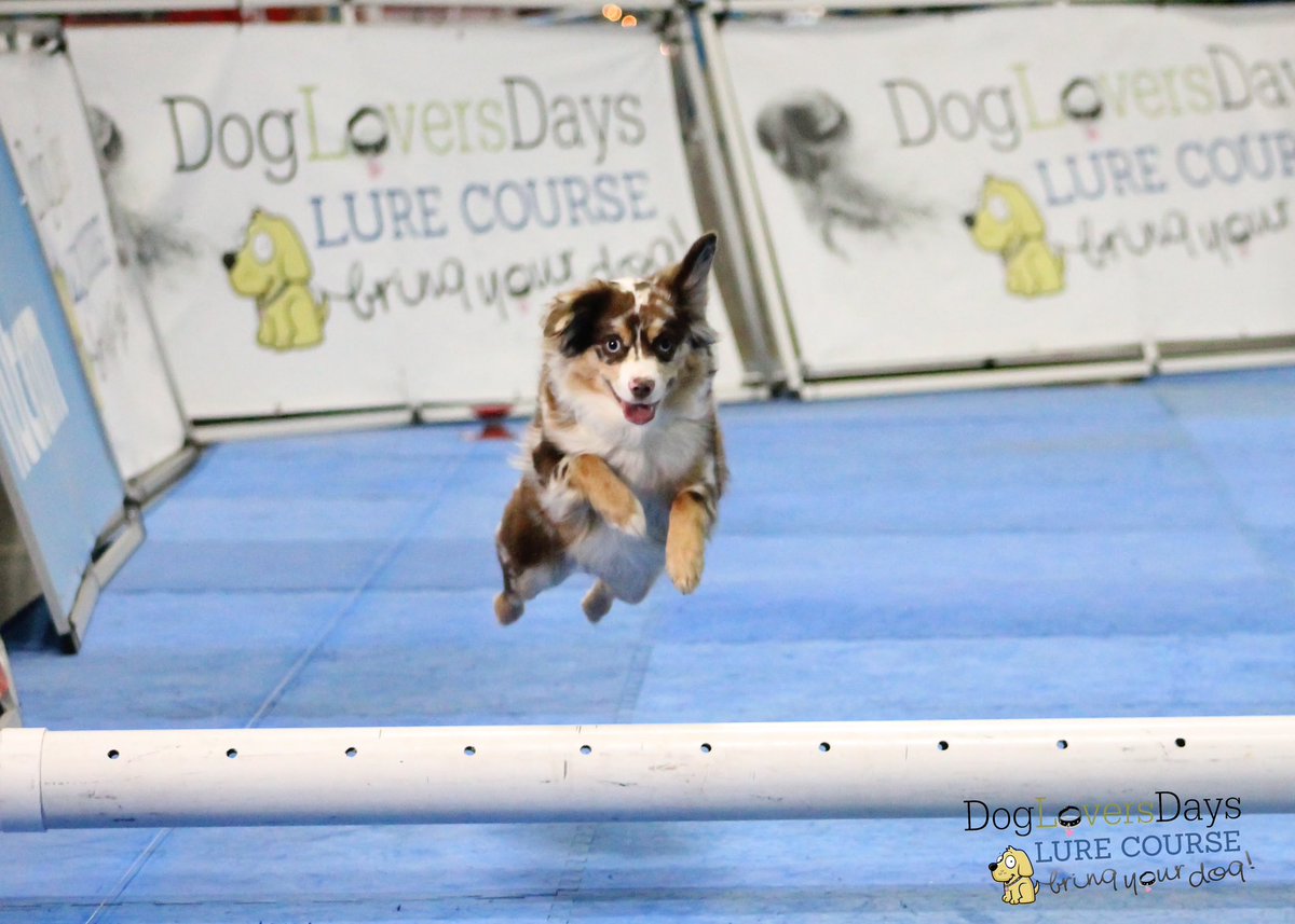 CPdogsfootball's tweet photo. Well, it’s been a while!!Here’s the Skye Dog showing some G. U. T. S. https://t.co/kxTzPvd4FK