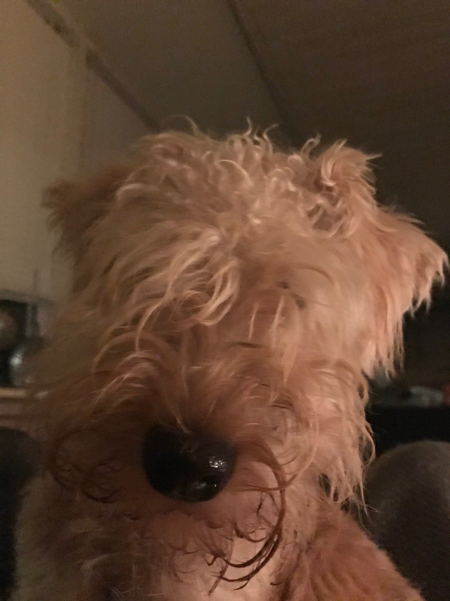 I am a little Highland calf.