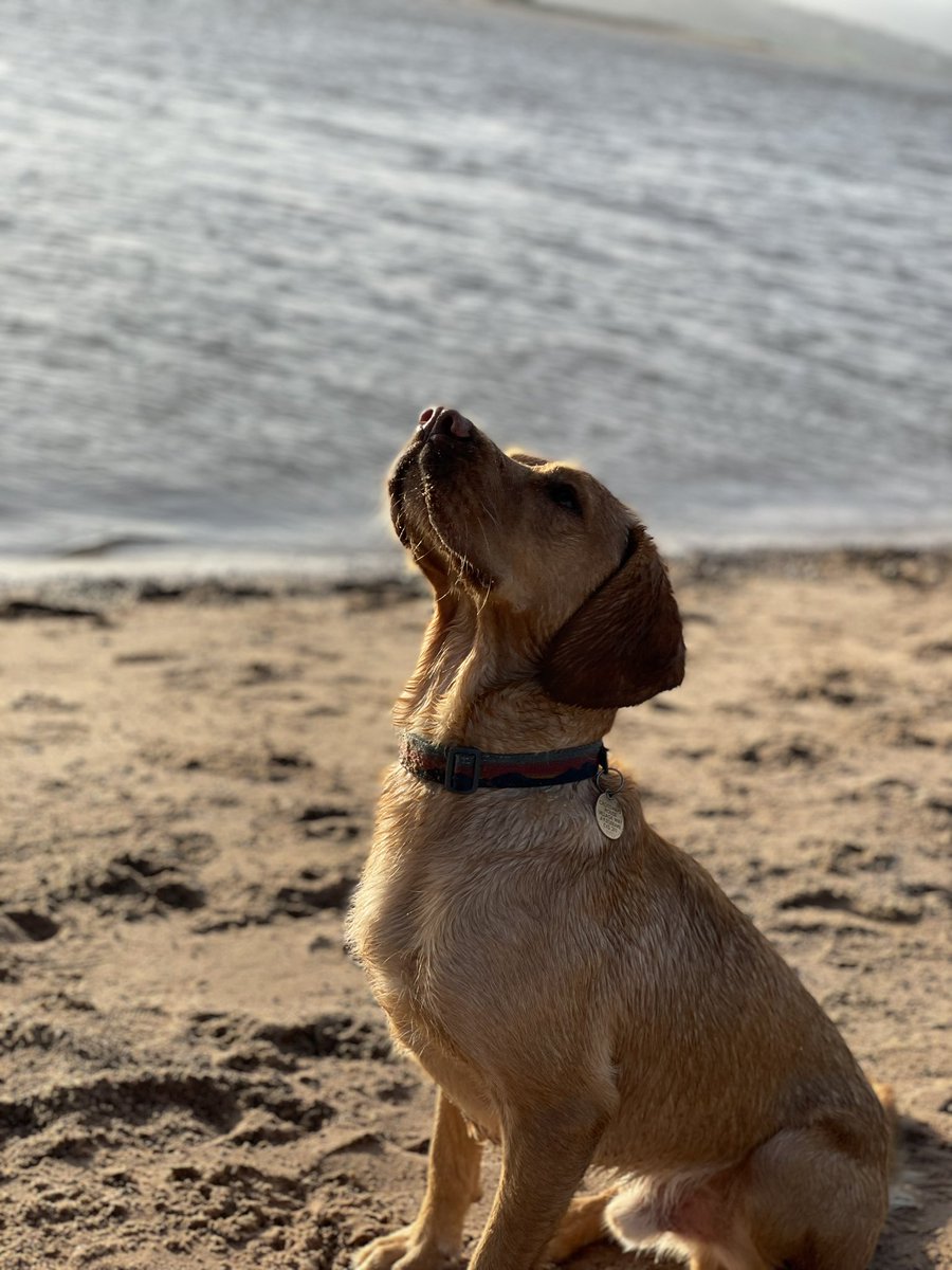 kmcgilchk's tweet photo. Weekend fun on the beach #springador #cockador @PetsAsTherapyUK https://t.co/v5eJJVX1xX