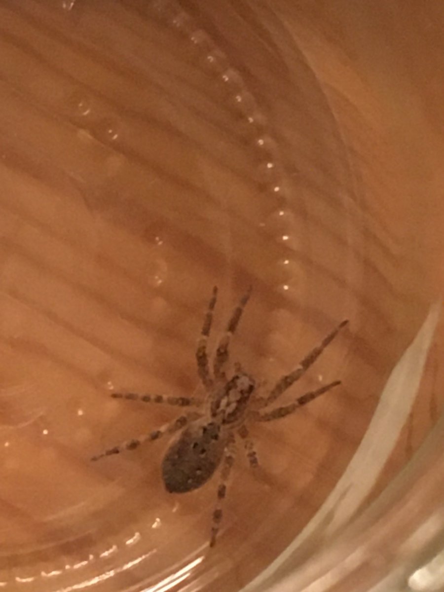 Ist das diese berühmte #Nosferatu-Spinne? 
Eigentlich hübsch, nur über meinem Bett bitte nicht. Deshalb muss sie jetzt leider draußen frieren.🕷🕸🥶