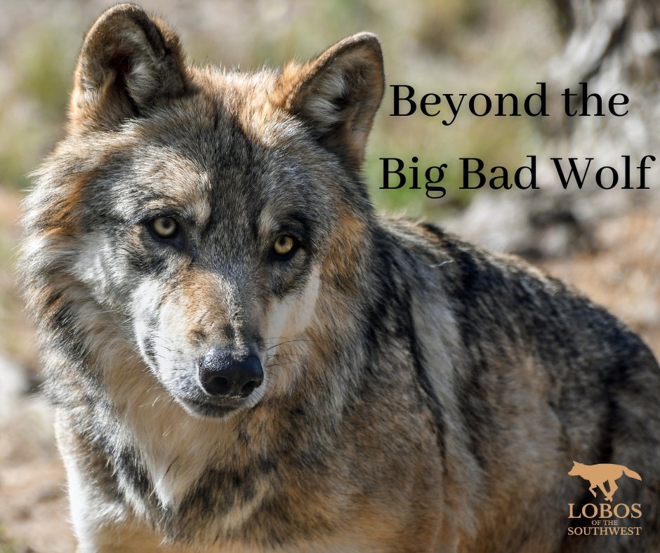 MexicanWolves's tweet photo. Stereotypes of wolves, from fairy tales, myths, books, movies, and more, have little to do with actual wolf behavior. However, these stereotypes still influence our attitudes and behavior: https://t.co/WowBffPDmF https://t.co/kdKCQBAdl4