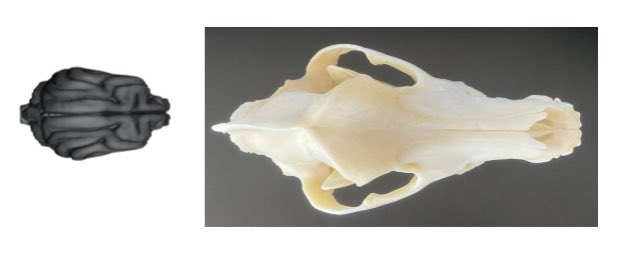 Curious about dog brains? Interested in how the skull and brain covary? If so, visit my poster on Monday at board D10 from 2-3 pm! #sfn #sfn22 #sfn2022