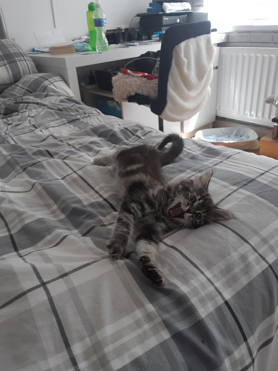look at this cheeky mf