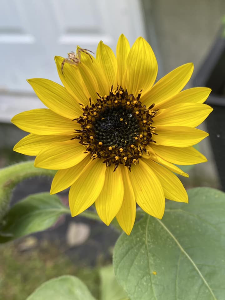 Sunflowers growing in Methuen, Massachusetts during The Big Sunflower Project 2022.
#TheBigSunflowerProject #Sunflowers #GrowASunflower #Centronuclear #CentronuclearMyopathy #Myotubular #MyotubularMyopathy #CentronuclearMyopathies #NeuromuscularDisease #RareDisease #RareDiseases