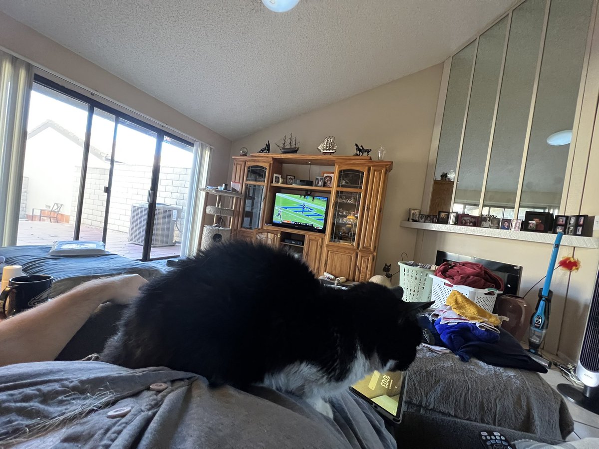 ballothecat's tweet photo. Dear Twitter moms @GailCarangelo @Mouser33943163 @alwaysDemocrat7 and twitter uncle @MewllerRobert i’m starting the football day sitting on top of dad’s chest. I don’t know how long I’m gonna be able to stay with him screaming at the TV. #BraveKitty #DangerKitty. https://t.co/N8LS9Ov55M