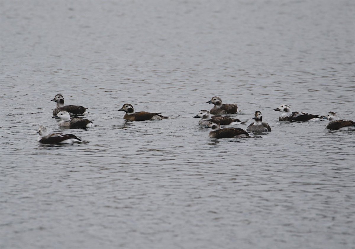 #haiku

recounting
last week's arrivals - 
the diving ducks

alf  11.13.22
____________
Long-tailed Ducks (f./imm.)