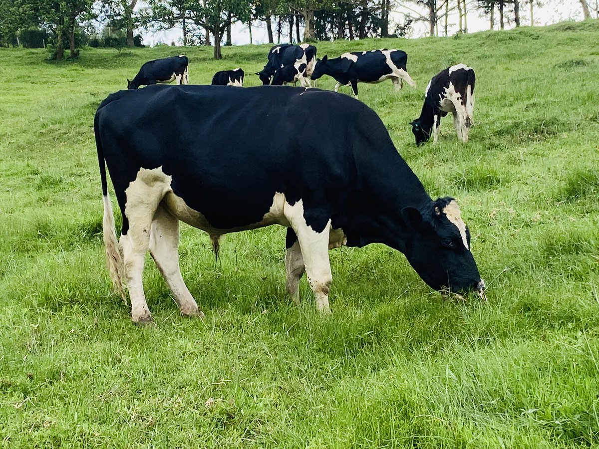 Stema Farms tweet media