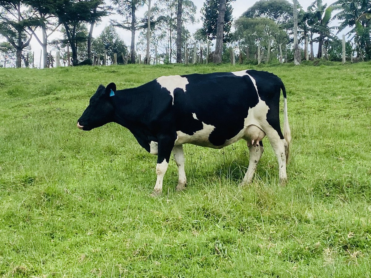 Stema Farms tweet media