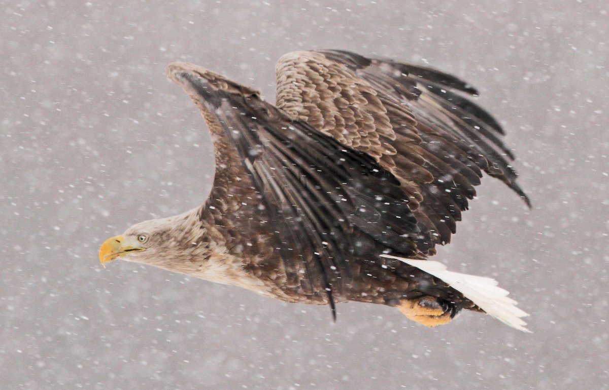 Join Ewan on the Isle of #Mull this winter to reconnect with the wild. We provide a number winter experiences from wildlife tours, photo workshops and stargazing experiences. 👇👇

🦦 Winter Wildlife Tour - A full day (6 - 7 hours) exploring the wildlife on the Isle of Mull.