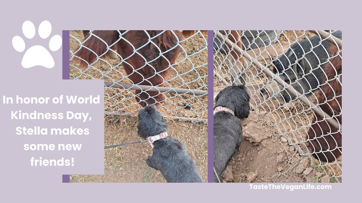 TasteVeganLife's tweet photo. 🐮🐷🐐  This is at one of the #local #organic #farms here in the #Phoenix valley. Stella was able to meet a cow, a pig, and a couple of goats. The chickens keep their distance. 😆

#sundaywithstella #worldkindnessday  #rescuedog #adoptdontshop #dogs https://t.co/R7IFAmJZnV