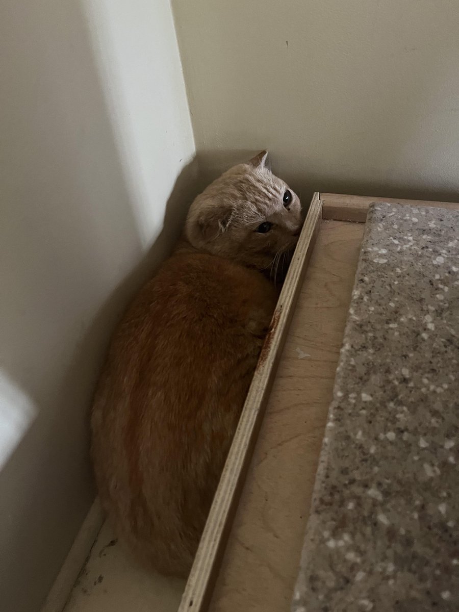 Michael's Cat tweet media