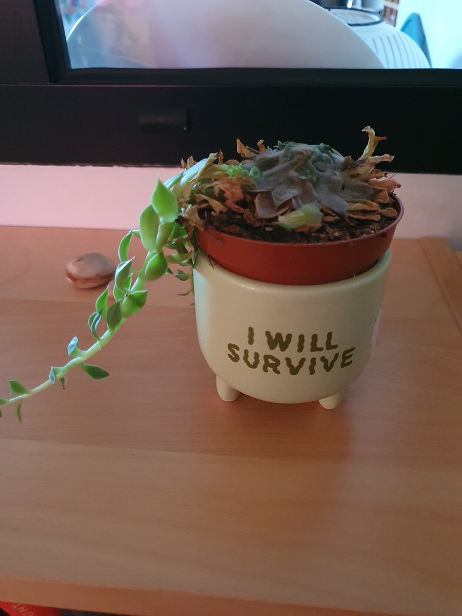 La tension narrative du 6 juin dernier a déroulé son histoire jusqu'à sa clôture.

Dire que j'ai un diplôme d'ingénieure Horticole !!