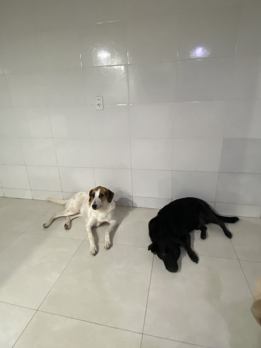 PrincesaPrib's tweet photo. Quando pegamos um bichinho, não imaginamos o amor vamos desenvolver por eles. Um amor incondicional de ambos os lados…eu amo meus bichinhos https://t.co/RopbNsKKxk