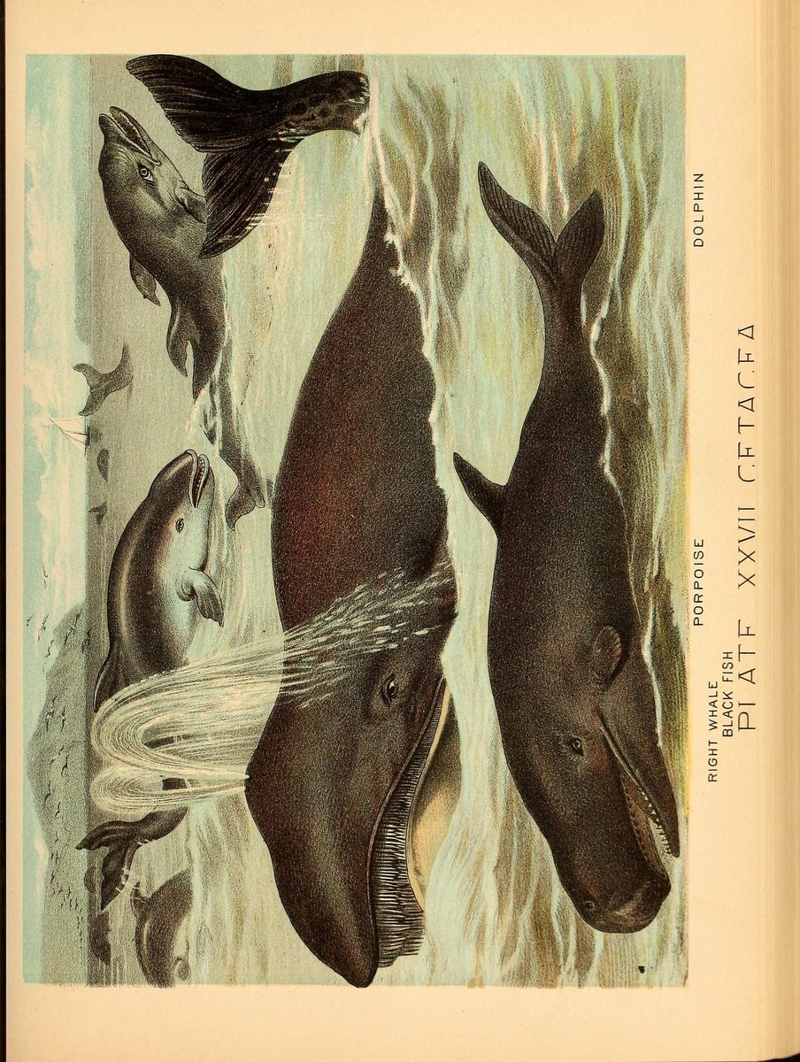 Biodiversity Illustrations tweet media
