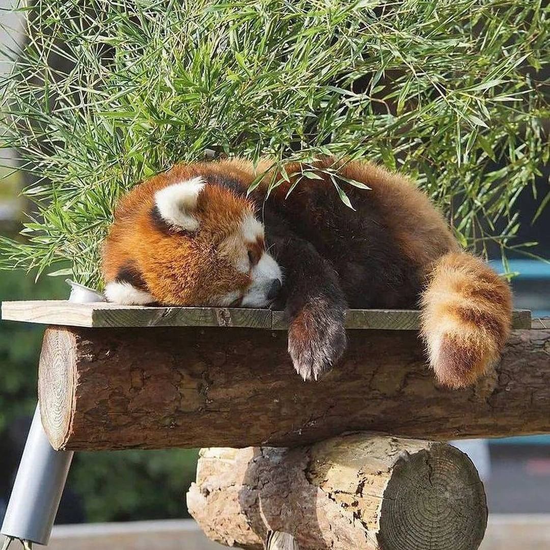 Christinazara87's tweet photo. So cute🦊🐾
.
.
#sleepredpanda #redpanda #redpandaoftwitter #redpandaoutfit #redpandacloths #redpandalovers #red_pandas #Discoverylife #redpandaworlds https://t.co/28twA09Xmh